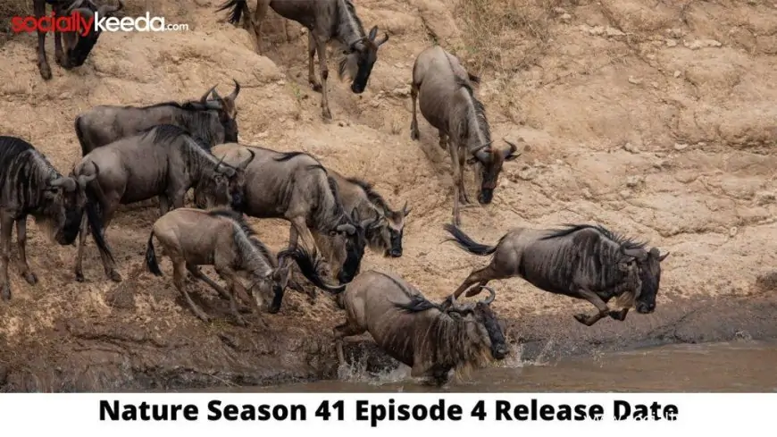 Nature Season 41 Episode 4 Release Date and Time, Countdown, When Is It Coming Out?