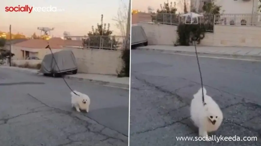 Drone Takes Dog For a Walk; Old Video of the Furball on a Deserted Street Goes Viral Again