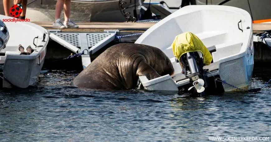 Norway Kills Freya, a 1,300-Pound Walrus Who Delighted Onlookers