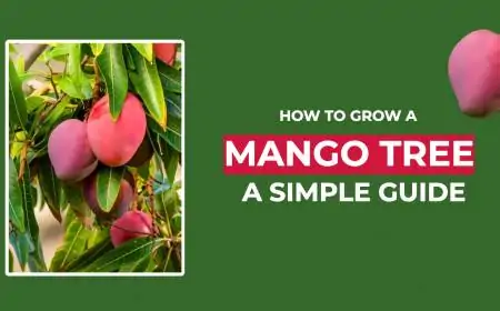 How to Grow a Mango Tree: A Simple Guide