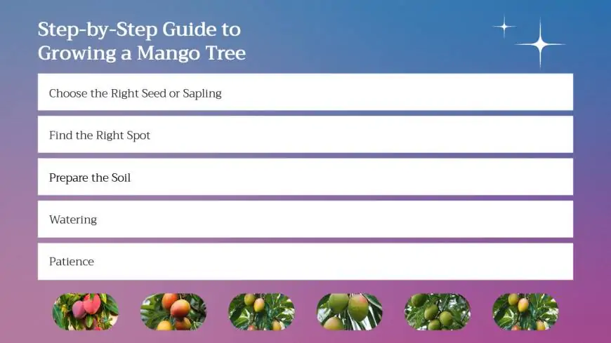 Step-by-Step Guide to Growing a Mango Tree