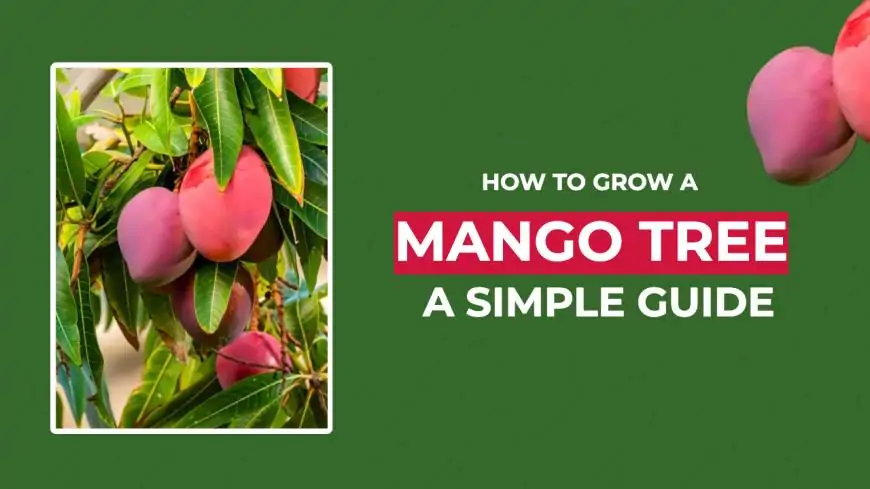 How to Grow a Mango Tree: A Simple Guide