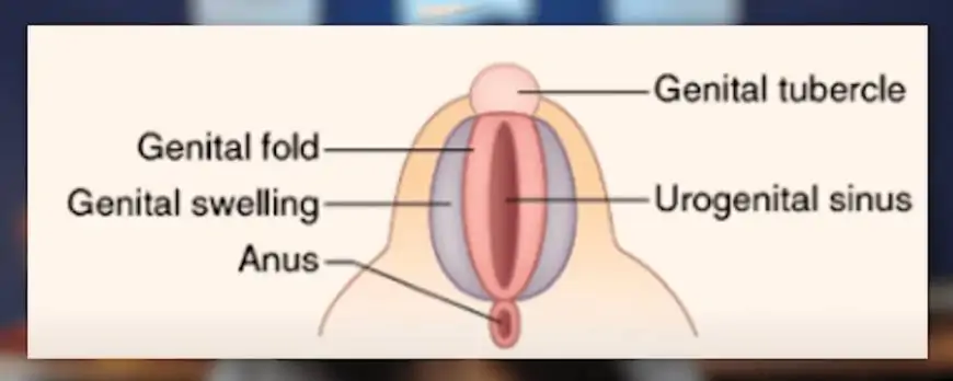 Female Anatomy Forms