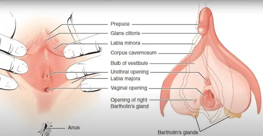 The G-Spot: Myth or Reality?