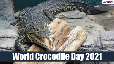 World Crocodile Day 2021: Learn Amazing Facts About Crocodiles In Interest Of Saving These Endangered Species From Extinction